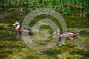 Two Mallard ducks on the River Coln, Bibury.