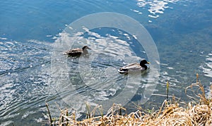 Two Mallard ducks swim in the lake