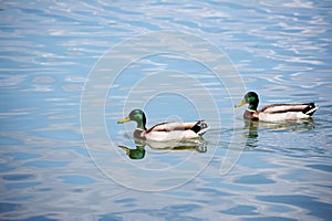 Two Mallard Ducks swimming on lake