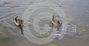 Two Mallard Ducks Swimming in Pond