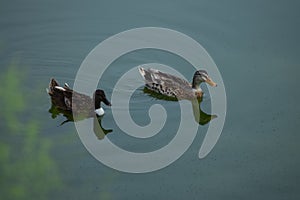Two mallard ducks in water with reflection.