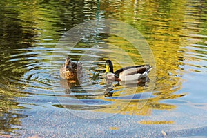 Two mallard ducks