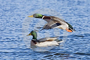 Two Mallards