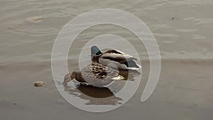 Two mallards Anas platyrhynchos swimming in gray water.