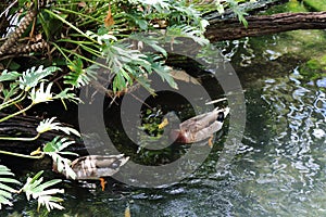Two mallards ducks in a pond.