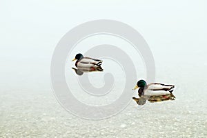 Two mallards floating on trasparent lake waters