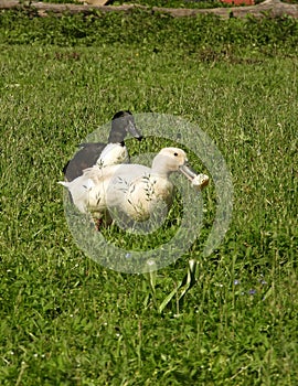 Two mallards with pastry on meadow