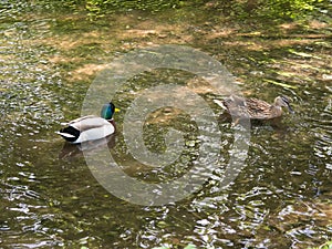 Two mallards swimming on a creek