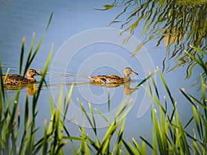 Two Mallards Swimmng in Blue Water