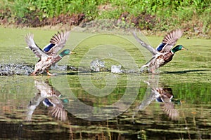 Two Mallards Taking Flight