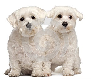 Two Maltese, 2 and 3 years old, sitting