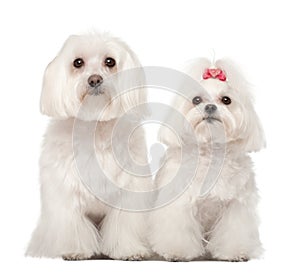 Two Maltese, 4 and 8 years old, standing