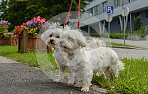 Two Maltese be kept on a leash