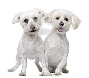 Two maltese dog (3 and 5 years old)