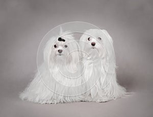 Two Maltese dog
