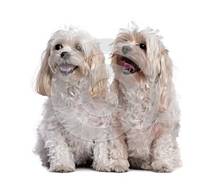 Two maltese dog sitting and panting (11 years old)