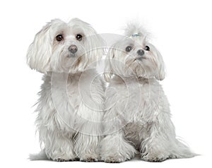 Two Maltese dogs photo