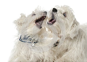 Two Maltese dogs, 2 years old, play fighting