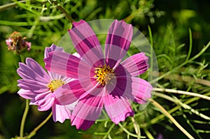 Two malva flowers photo