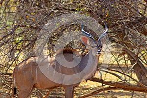 Two mammals from Africa. Springboks in evening back light.