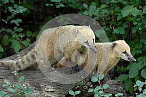 Two mammals, with the clear coat that are close together, within the Berlin Zoo in Germany