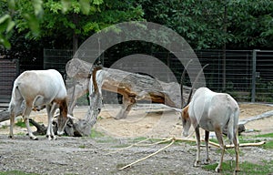 Two mammals with the clear coat and long horns in the Berlin Zoo in Germany