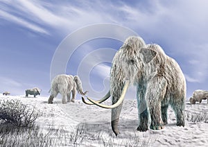 Two mammoth in a field covered of snow.