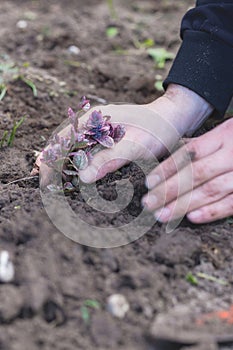 Two man hands planting a young tree or plant while working in the garden, seeding and planting and growing, farmers