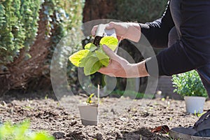 Two man hands planting a young tree or plant while working in the garden, seeding and planting and growing,farmers hands care of