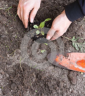 Two man hands planting a young tree or plant while working in the garden, seeding and planting and growing top view, farmers hands