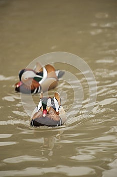 Two Mandarin Ducks - males swim in water.