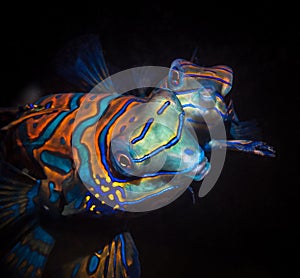 Two mandarin fish, one of the brightest marine fish on a black background. Synchiropus splendidus