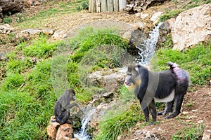 Two mandrill baboons