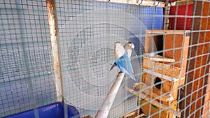 Two Mangsi Blue Lovebirds Are Perched In The Cage