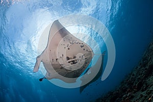 Two manta ray cleaning