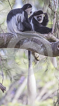 Two Mantled Guereza on Tree