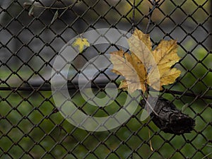 Two maple leaves on the background of the fence. fall foliage