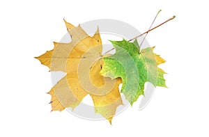 Two maple leaves on white background