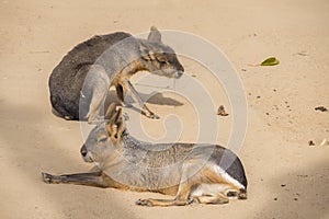 Two Mara resting on the sand, Dolichotis patagona