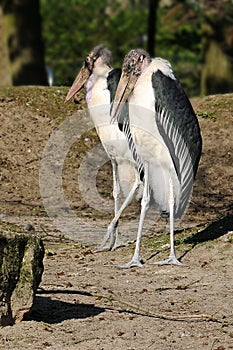 Two marabou storks, leptoptilos crumeniferus