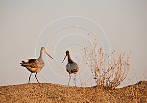 Two Marbled Godwin photo