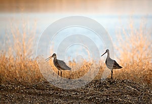 Two Marbled Godwin photo