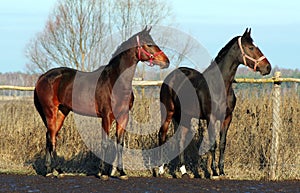 Two mares photo