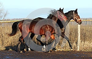 Two mares