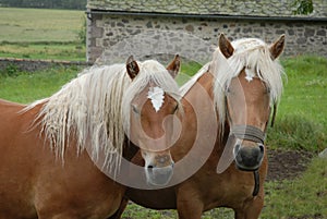 Two mares