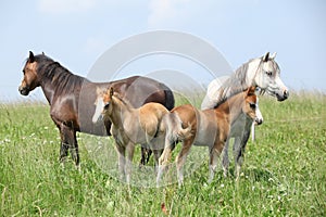 Two mares with two foals