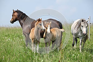 Two mares with two foals