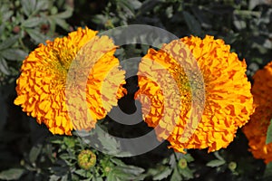 Two Marigold Flowers Showing Beauty Together