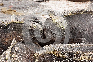 Two marine iguanas looking like lovers.