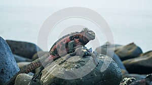 Two marine iguanas on a rock at isla espanola in the galapagos photo